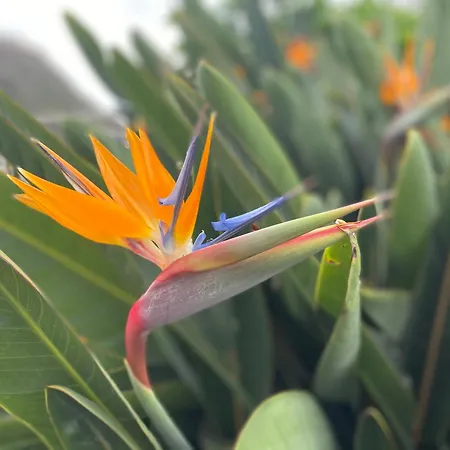 As Casinhas Da Madeira - Cosy Stone In A Subtropical Garden *