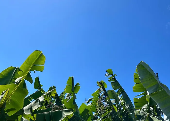 As Casinhas Da Madeira - Cosy Stone In A Subtropical Garden * Arco da Calheta (Madeira)