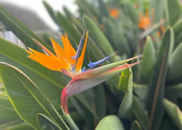As Casinhas Da Madeira - Cosy Stone In A Subtropical Garden *
