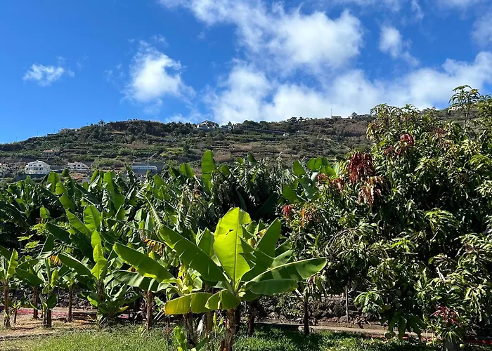 Ferienhaus As Casinhas Da Madeira - Cosy Stone In A Subtropical Garden Arco da Calheta (Madeira)